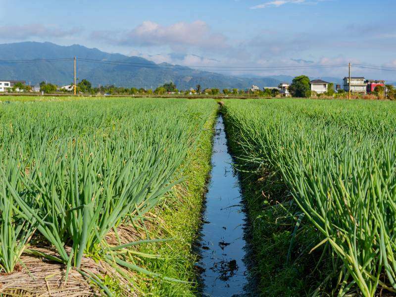 三星蔥農場體驗