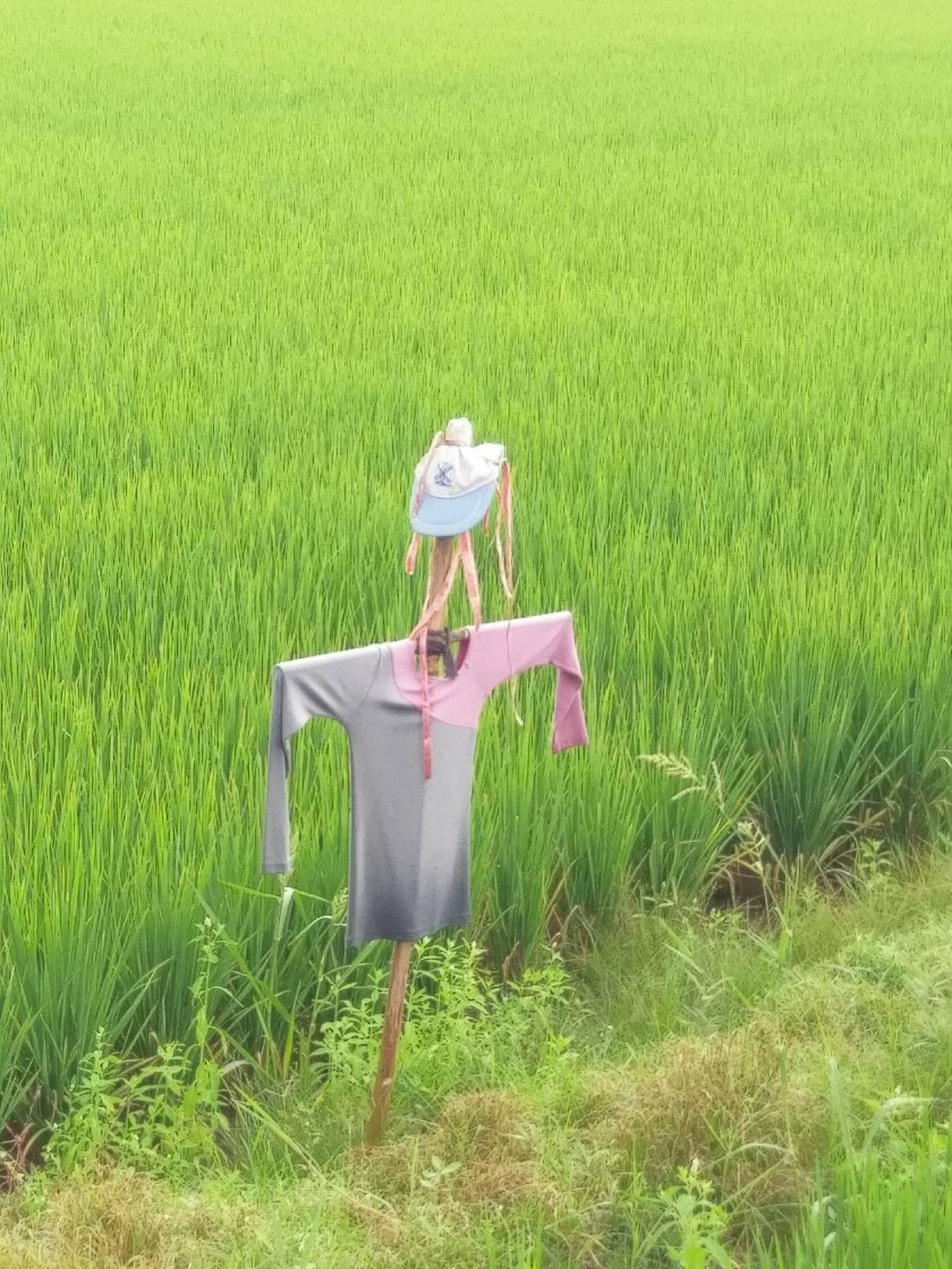 農村限定-稻草人